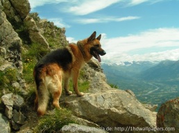 La queratitis pigmentaria suele presentarse con mayor frecuencia en los perros que habitan en zonas de gran altitud y que pasan la mayor parte del día al aire libre. 