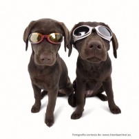 El uso  de gafas caninas con protección UVA es recomendable para evitar la aparición de esta enfermedad 